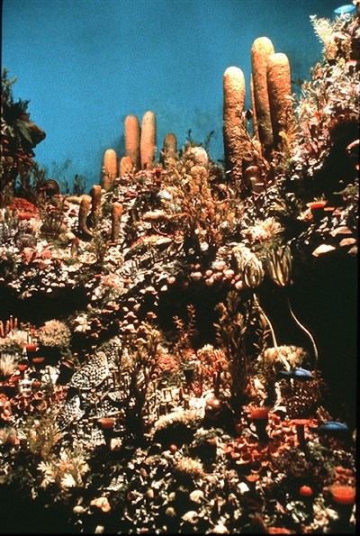 Modell lebendes Capitan reef