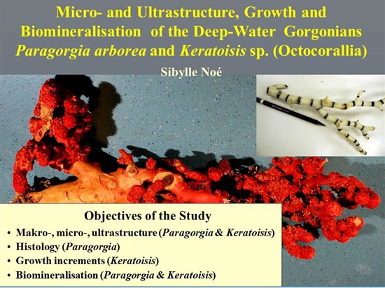 Vortrag Paragorgia-Keratoisis Deckblatt