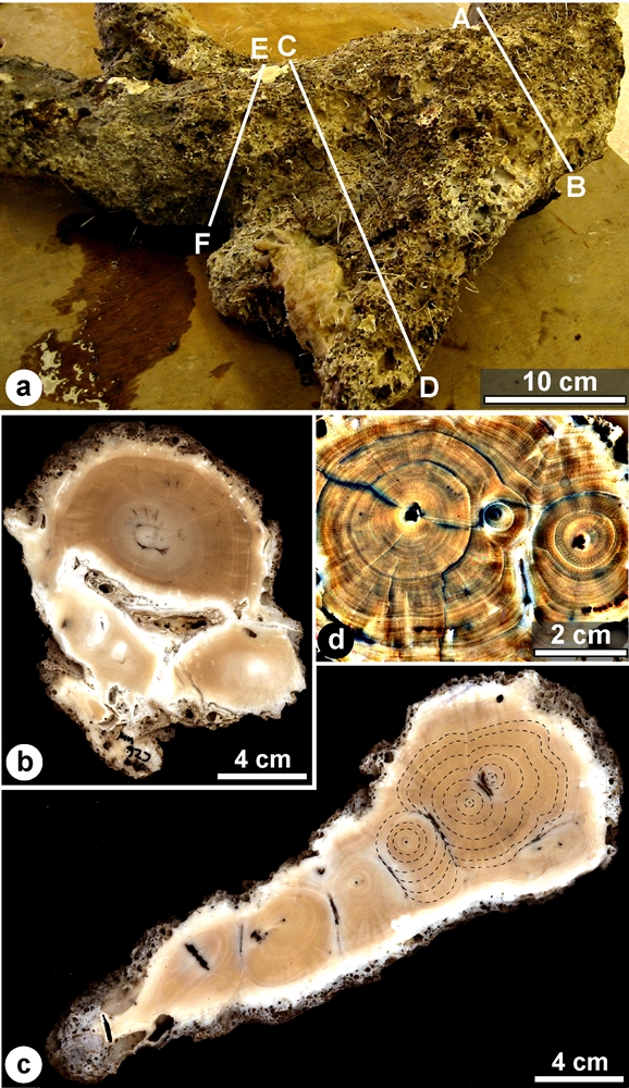 Gorgonien Taf. 1